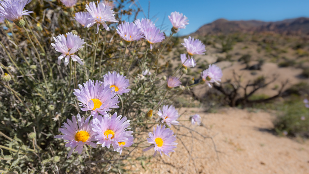 Desert landscape with Majove Aster.