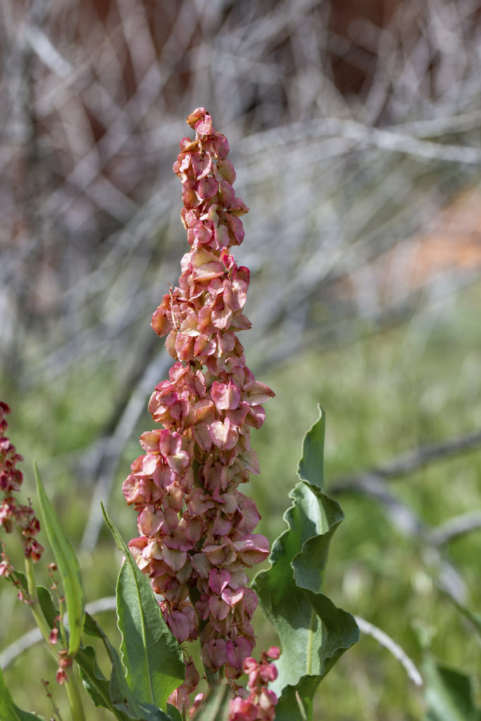 The red petaloid sepals of the flowers of wild rhubarb (Rumex hymenosepalus) in the knotweed family (Polygonaceae)