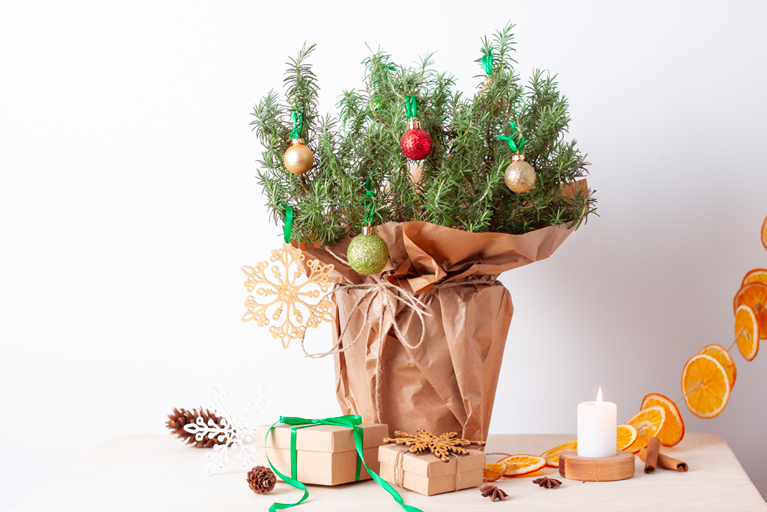 Zero waste Christmas natural decoration with rosemary as alternative Christmas tree on white background.