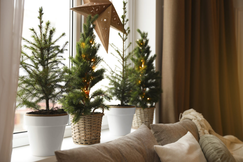 Small fir trees on windowsill.