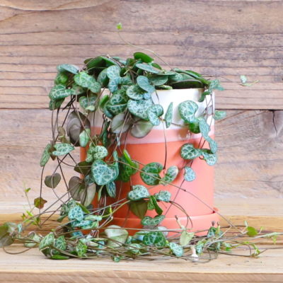 String of hearts plant in terra cotta planter.