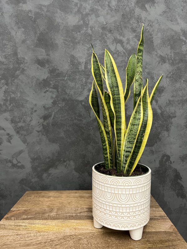 Sanseveria 'snake' plant in a white vase.