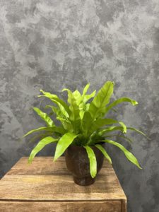 birds nest fern