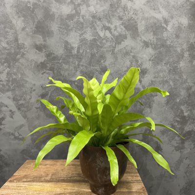 birds nest fern in a brown planter