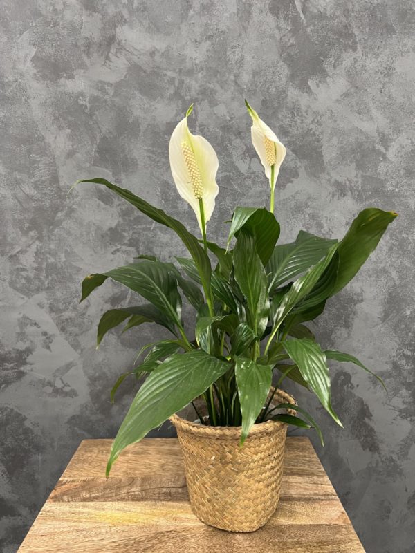 peace lily plant in a woven basket planter.