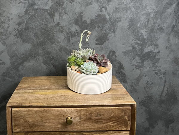 Succulent garden nest in rocks in a white planter.