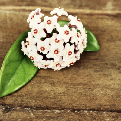 White wedding boutonniere.