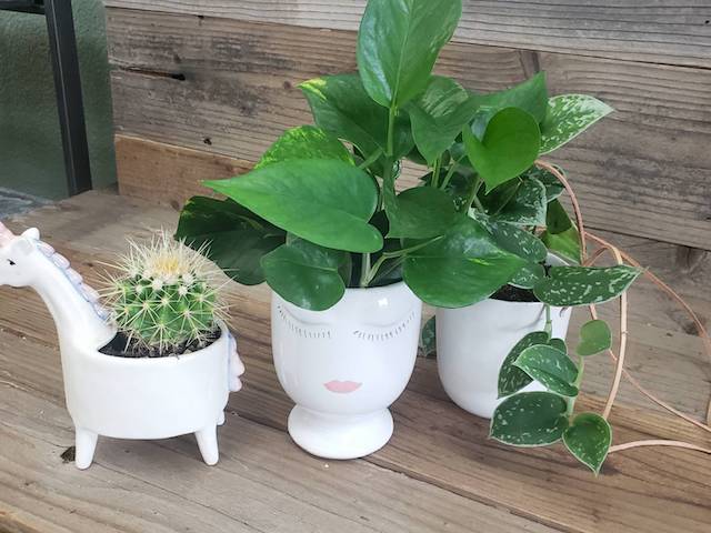 Group of three potted plants on a table.