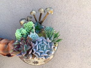 Succulent dish garden.