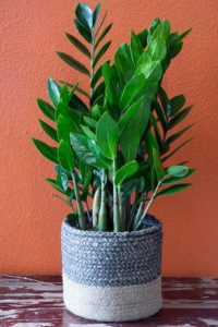 zz plant in a fabric planter