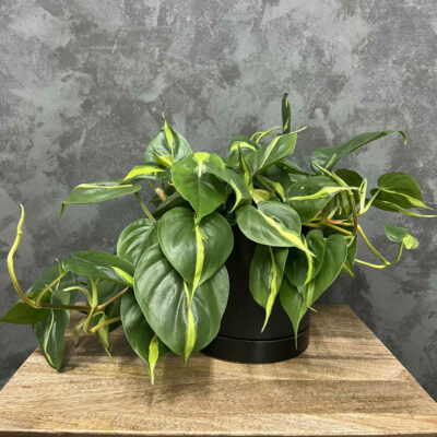 Brazil philodendron plant in a black planter.