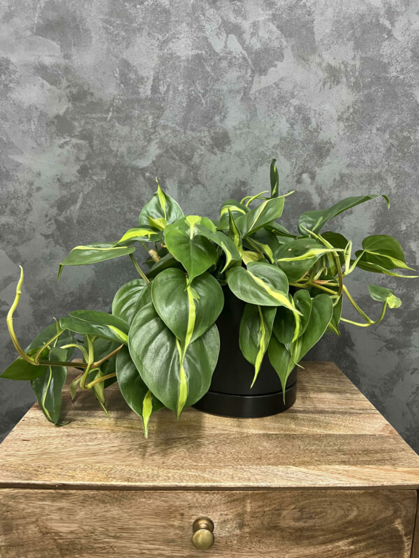 Brazil philodendron plant in a black planter.