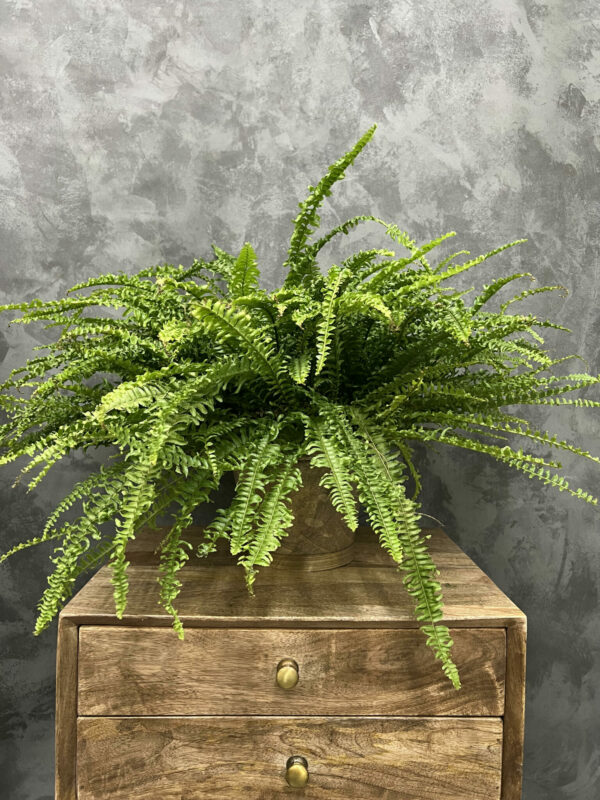 Boston fern in a pot sitting on a wood table.