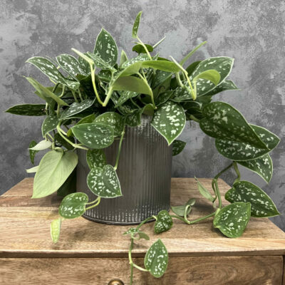 Satin pothos plant in a metal planter.