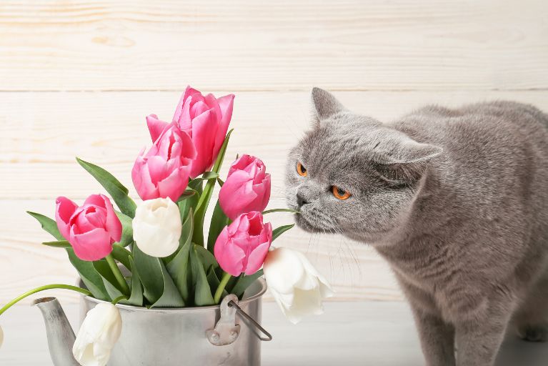 Gray cat chewing on leaves of a tulip flower arrangement.