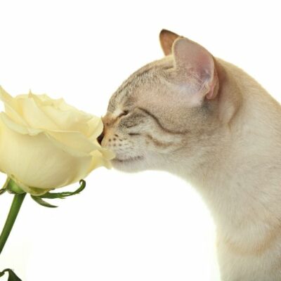 Siamese cat smelling a white rose.