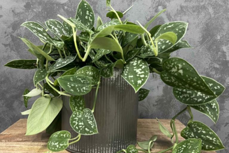 Satin pothos plant in a metal bucket.