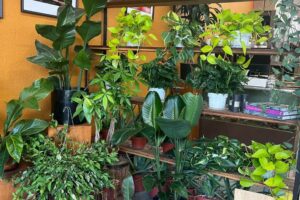 Large collective of house plants on a shelf.