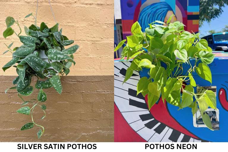 Pictures of a Silver Satin Pothos and Pothos Neon plants side by side.