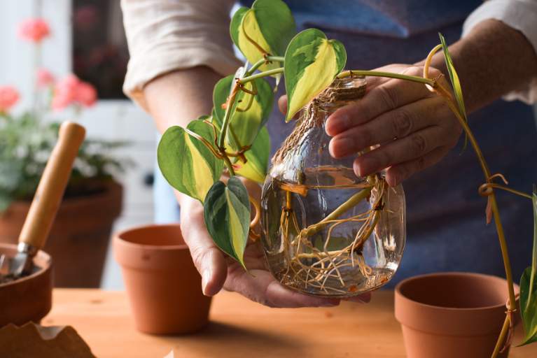Person's hands propagating a plant in a glass jar.