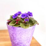 Purple African violet in a purple planter sitting on a wood table.