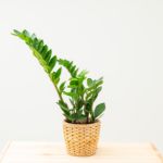 Zamioculas Zamiifolia "ZZ" plant in a wicker basket.