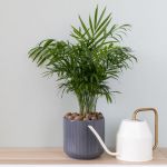 Parlor palm tree in a gray planter with a white watering can next to it.