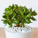 Jade plant in a white planter filled with white rocks.