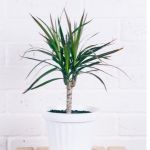 Dracaena plant in a white pot on a table.