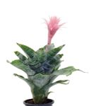 Pink bromeliad plant in a black planter.