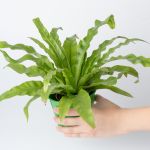 Hand holding a small bird's nest fern in a blue pot.