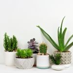 Grouping of six succulent plants in different planters on a white surface.