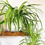 Spider plant sitting on a counter.