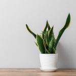 Sansevieria "Snake" plant in a white planter sitting on a wood floor.