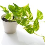 Pothos plant in a small white planter sitting on a white surface.