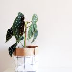 Green and white spotted philodendron in a cloth planter.