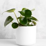 Peperomia plant in a white planter sitting on a white counter.