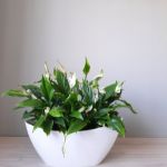 Peace lily plant in a white planter sitting on a wood counter.