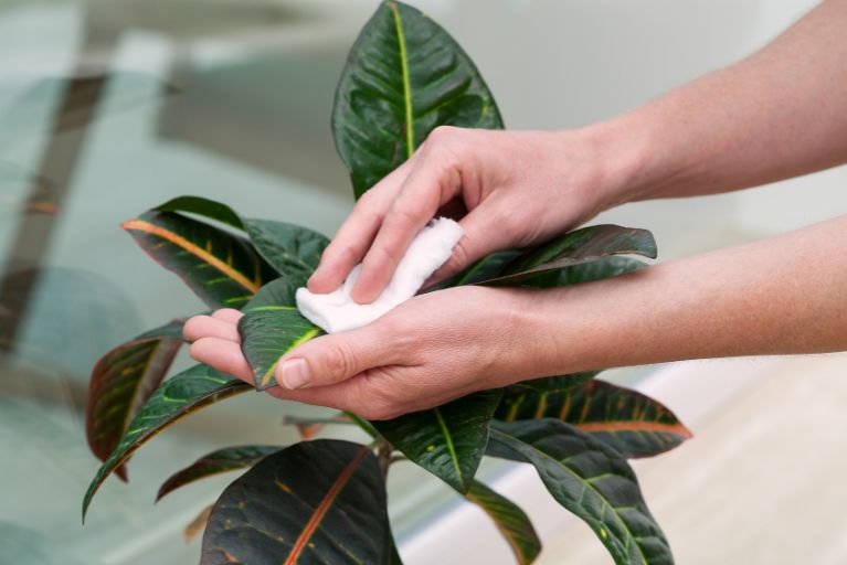 Handing using a white cloth to clean plant leaves.