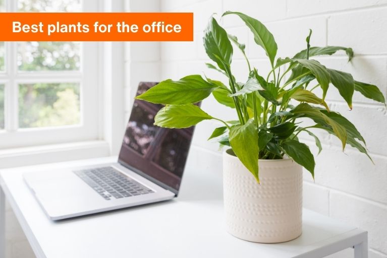 Green plant in a white pot on a table next to a laptop computer with the text 'best plants for the office'.
