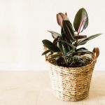 Dark green rubber plant in a wicker basket set upon a wood counter.