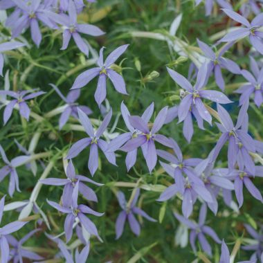 up close photo of small purple flowers on a plant