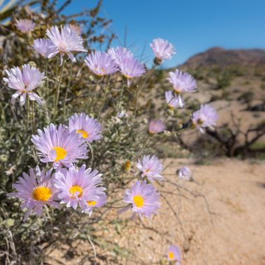 plant with small purple flowers in the desert