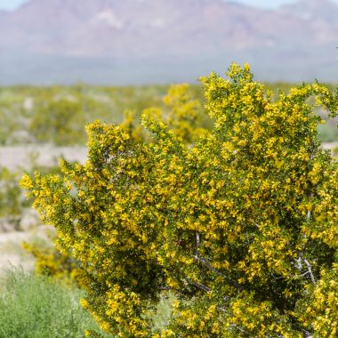 large bush with yellow flowers in the desert