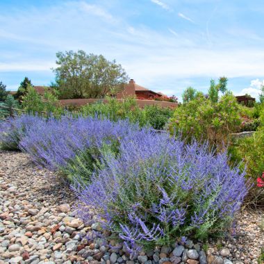 plants with purple flowers in a rock garden