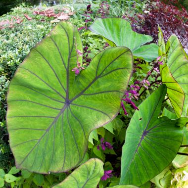 green tropical plant with large elephant ear shaped leaves