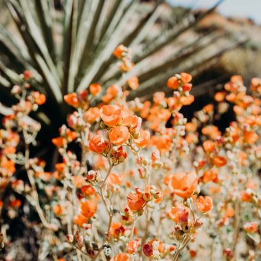 plant with orange flowers with an aloe plant in the background