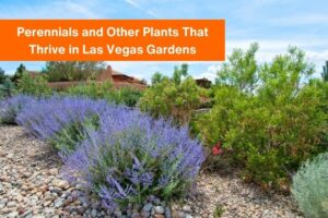 text "perennials and other plants that thrive in las vegas gardens' with a photo of purple flowered bushes in the background.