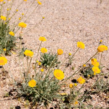 small plants with yellow flowers in a desert garden