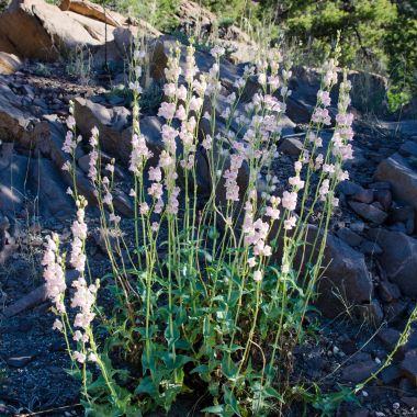 tall plant with purple flowers in a rock garden